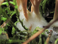 Ramaria apiculata