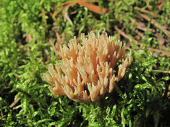 Ramaria apiculata