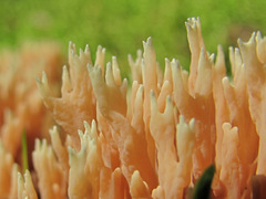 Ramaria apiculata
