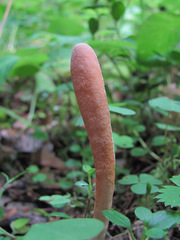 Trichoderma nybergianum