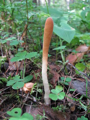 Trichoderma nybergianum