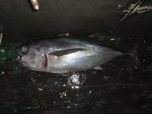 Photo of Bigeye tuna (Thunnus obesus)