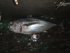 Thunnus obesus