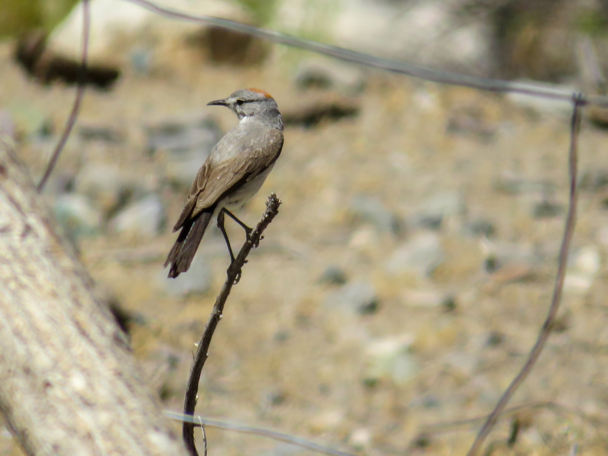 Rufous-naped Ground Tyrant (Muscisaxicola rufivertex), photo 2