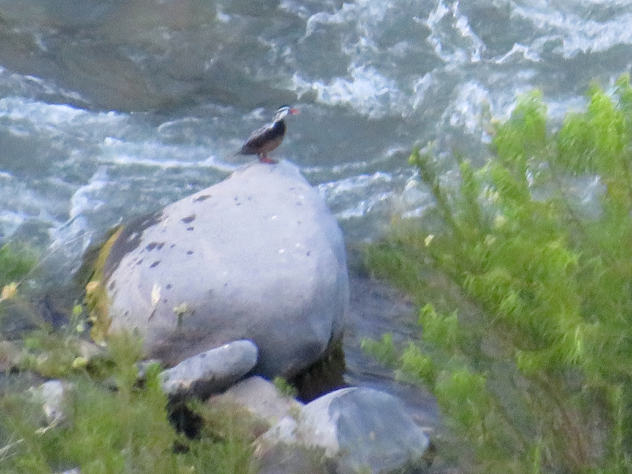 Torrent Duck (Merganetta armata), photo 4