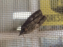 Hydriomena frondaria