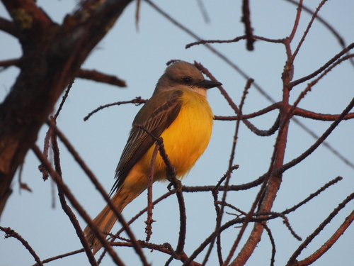 Couch's Kingbird (Tyrannus couchii), photo 4
