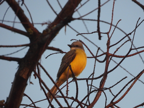 Couch's Kingbird (Tyrannus couchii), photo 5