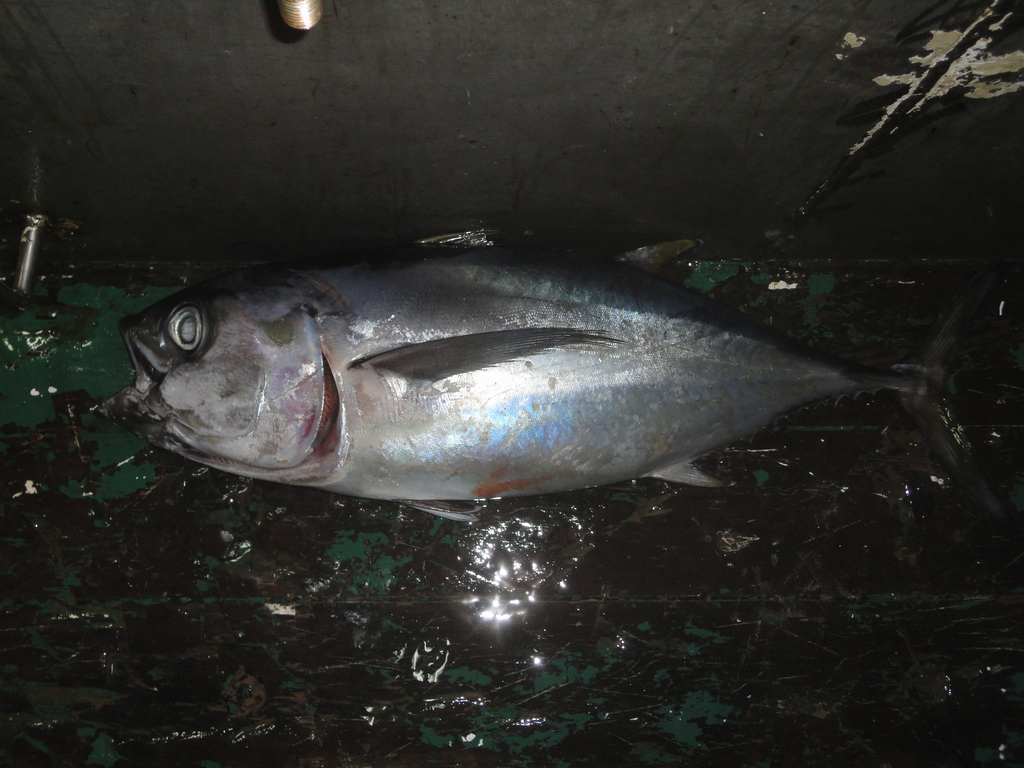 Photo of Bigeye tuna (Thunnus obesus)