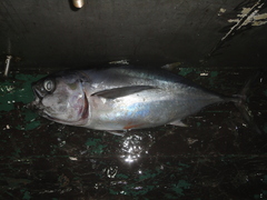 Thunnus obesus