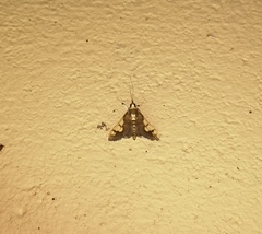 Ulopeza idyalis