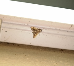 Ulopeza idyalis