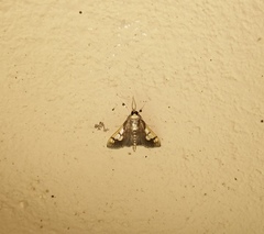Ulopeza idyalis