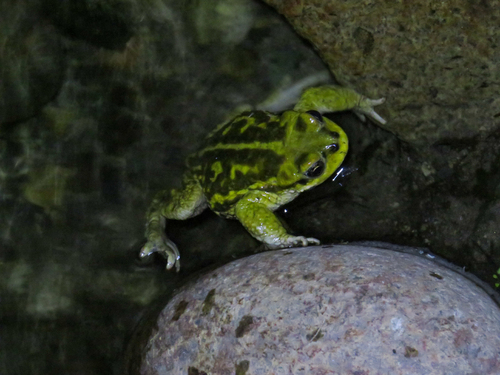Atacama Toad, Rhinella atacamensis