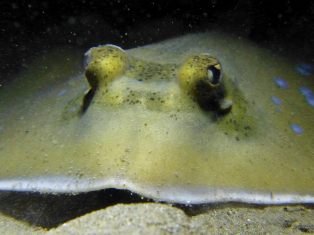 Oriental Bluespotted Maskray (Neotrygon orientale) - Marine Life ...