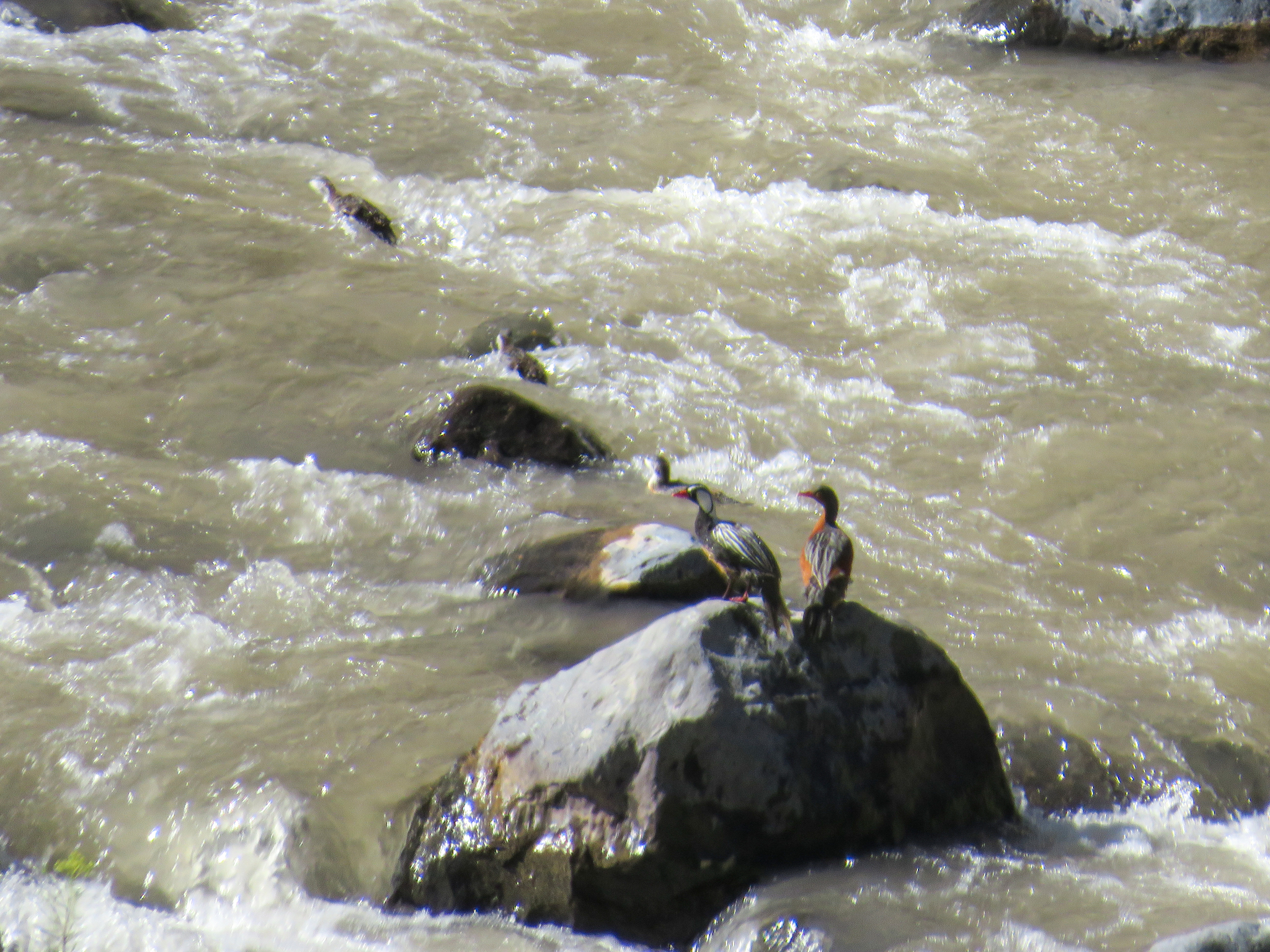 Torrent Duck (Merganetta armata), photo 2