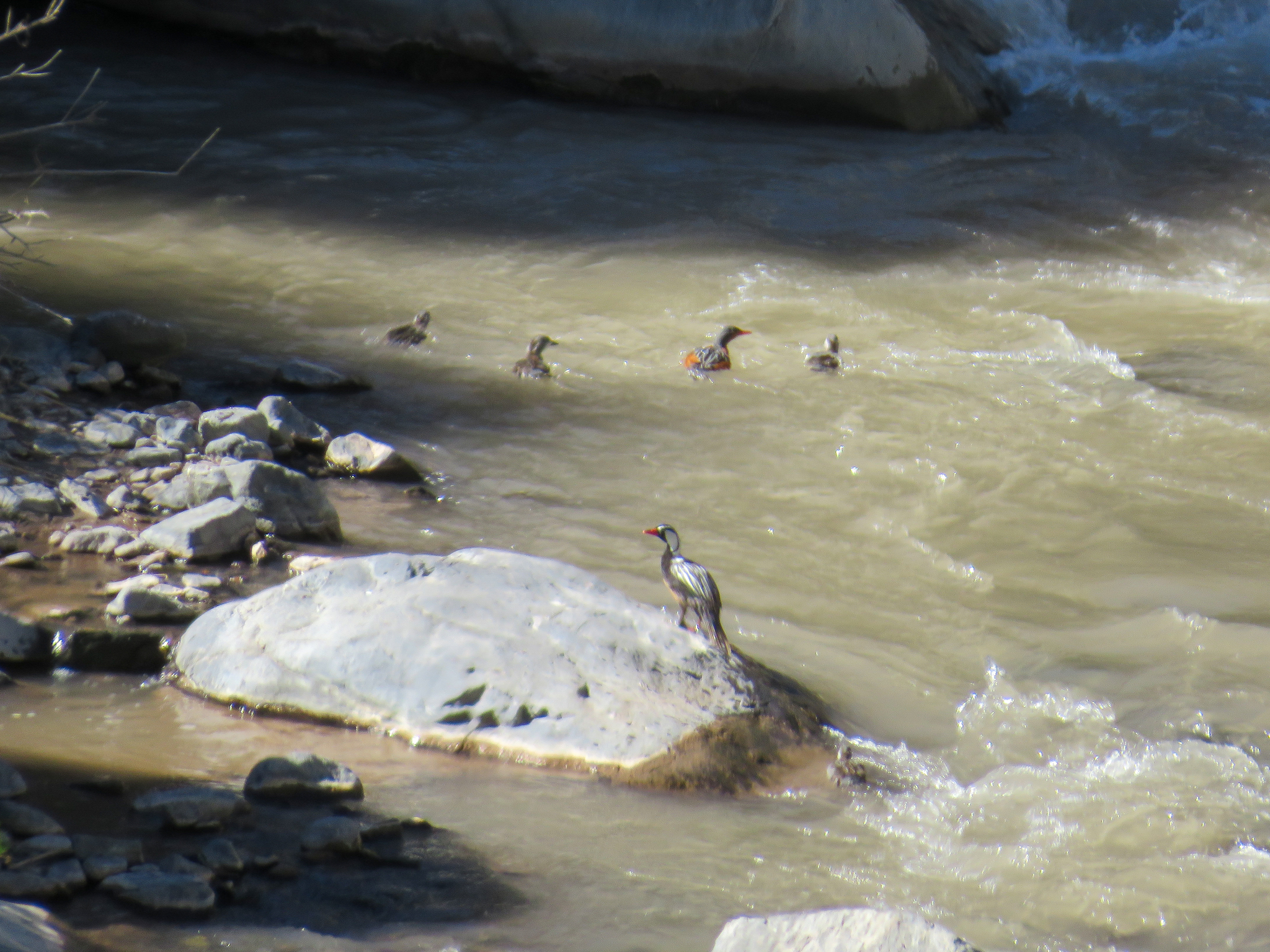 Torrent Duck (Merganetta armata), photo 1