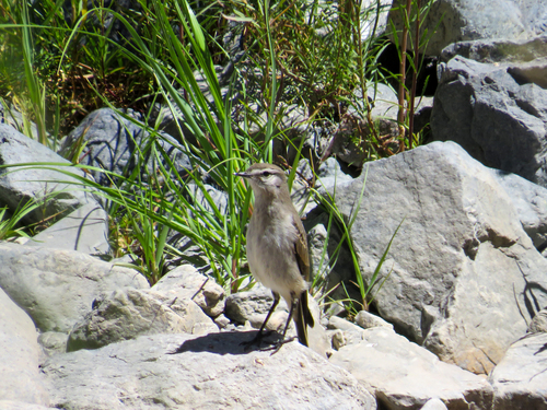 White-browed Ground Tyrant (Muscisaxicola albilora), photo 3