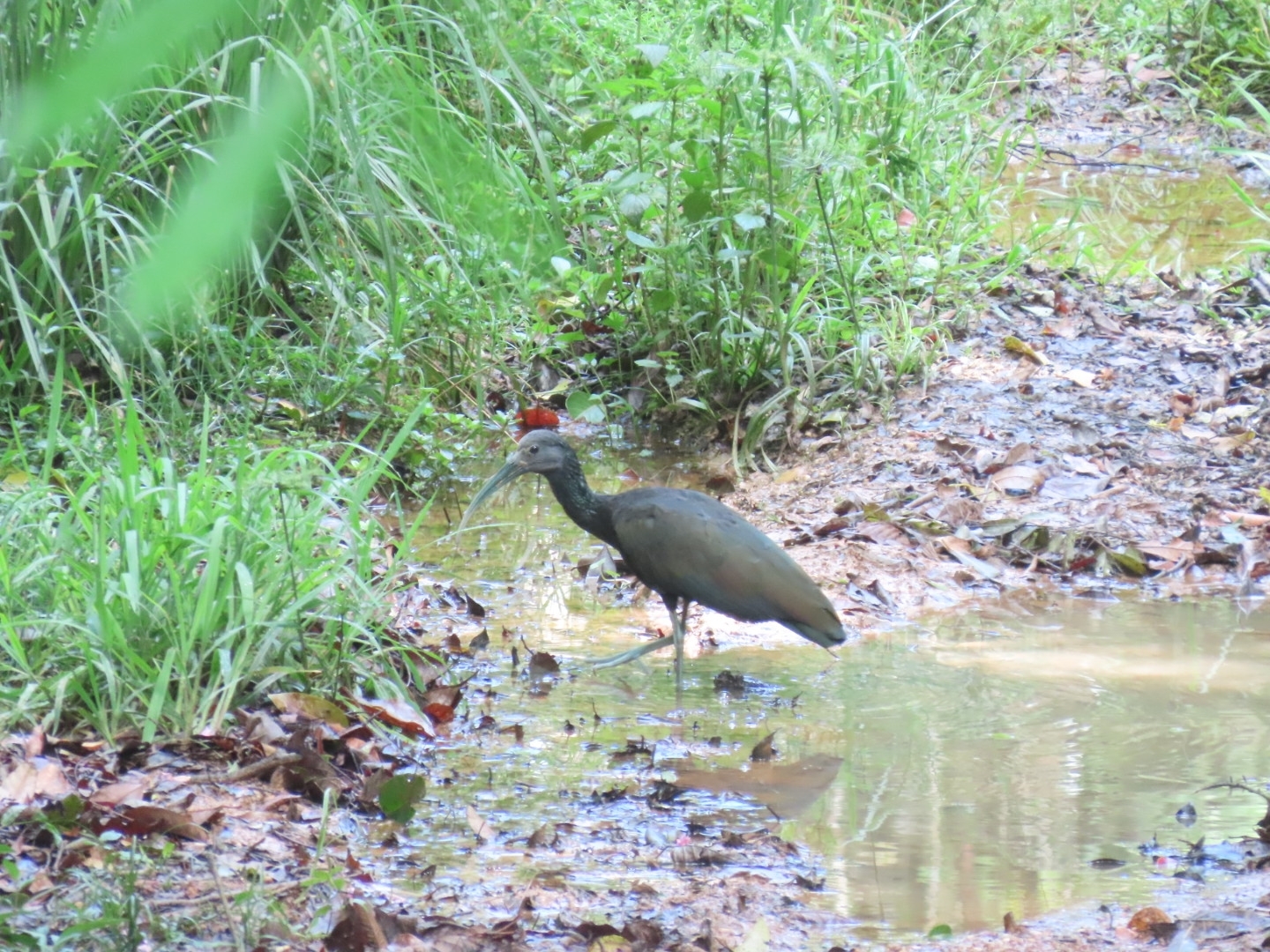 Green Ibis (Mesembrinibis cayennensis), photo 8