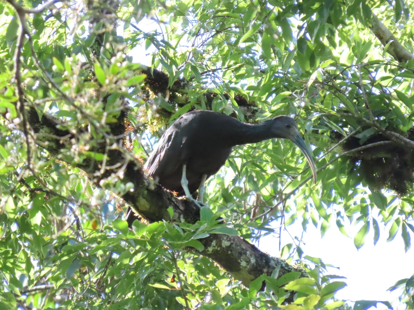 Green Ibis (Mesembrinibis cayennensis), photo 9