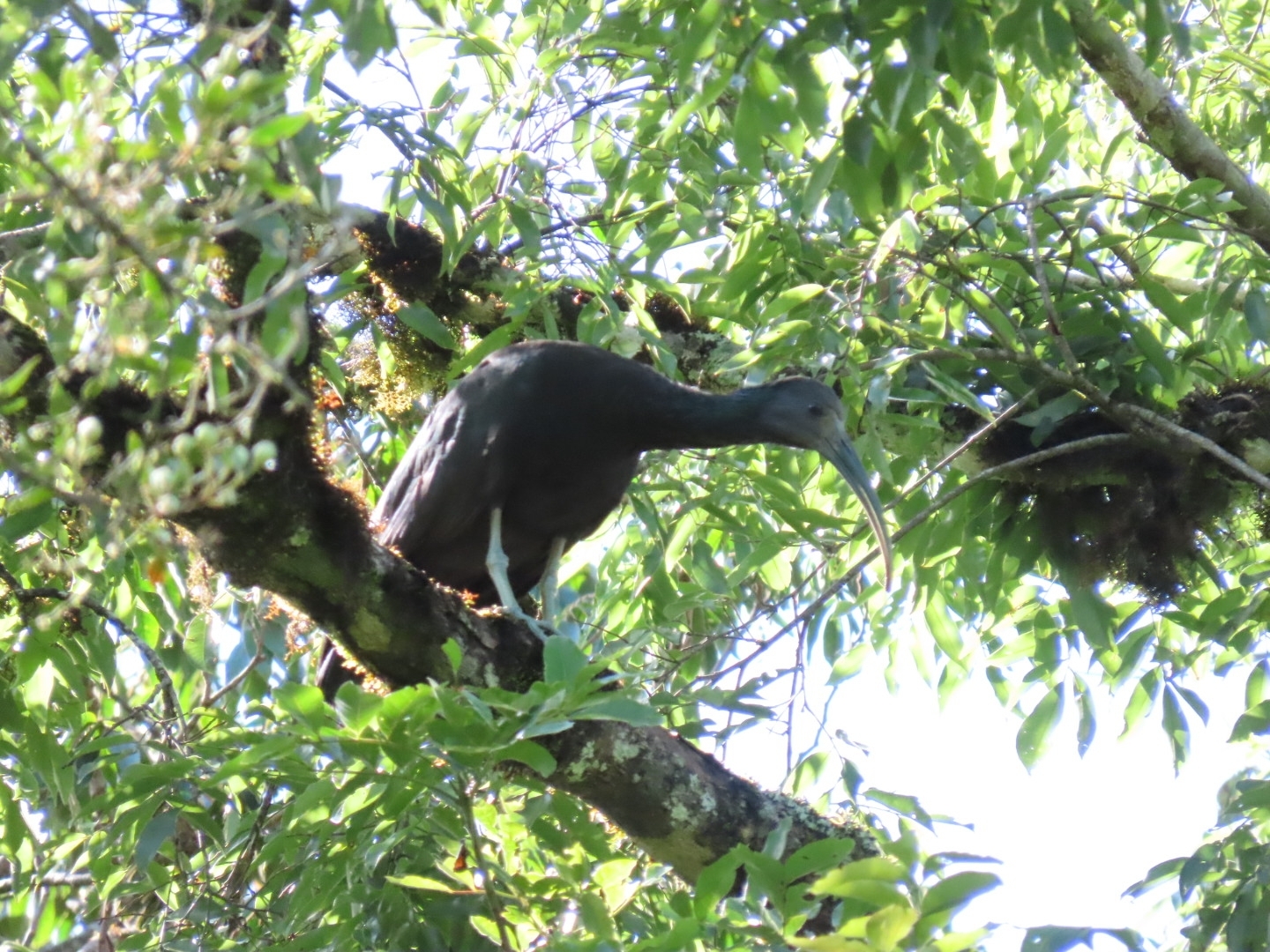 Green Ibis (Mesembrinibis cayennensis), photo 10