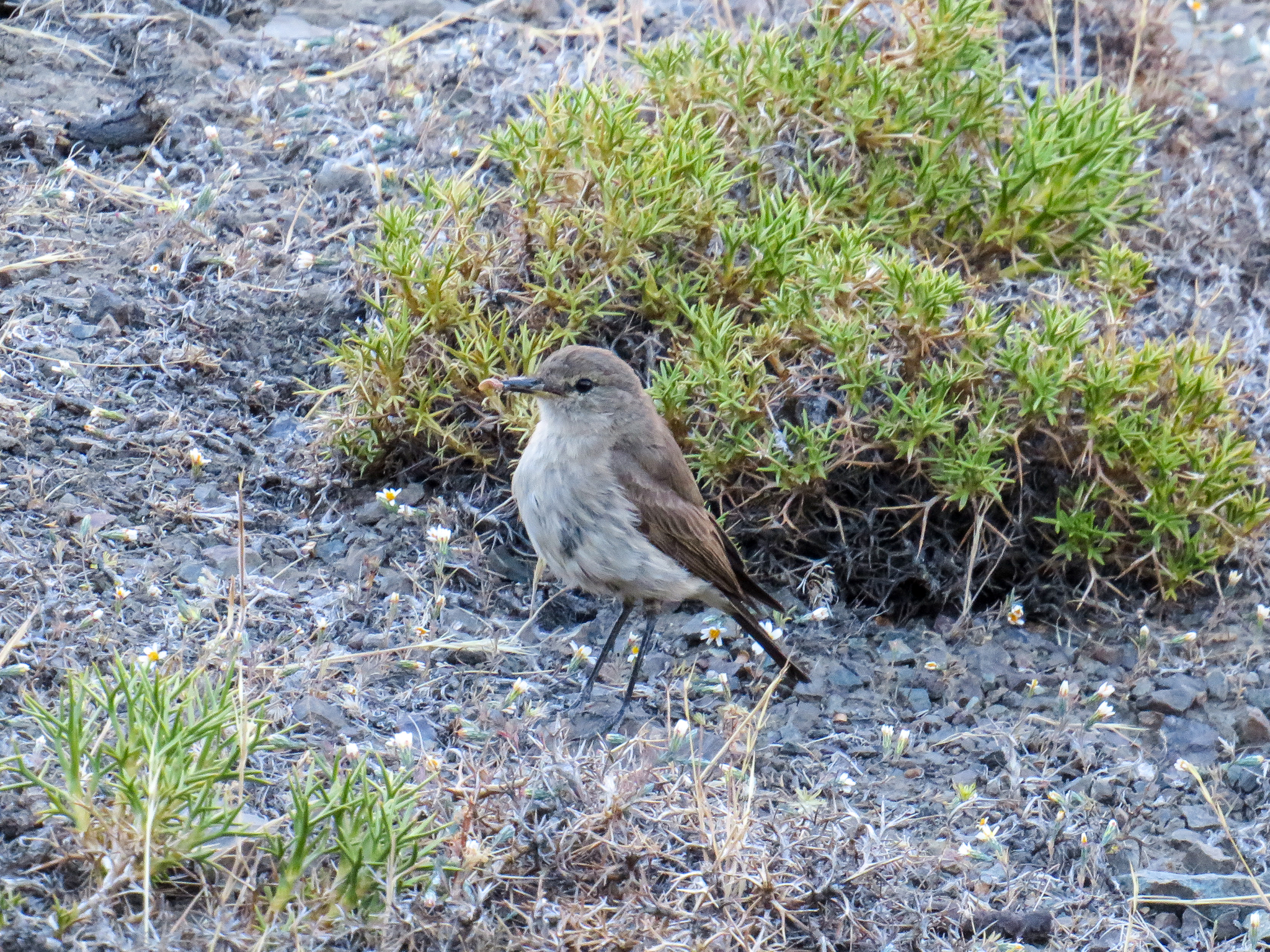 Spot-billed Ground Tyrant (Muscisaxicola maculirostris), photo 2