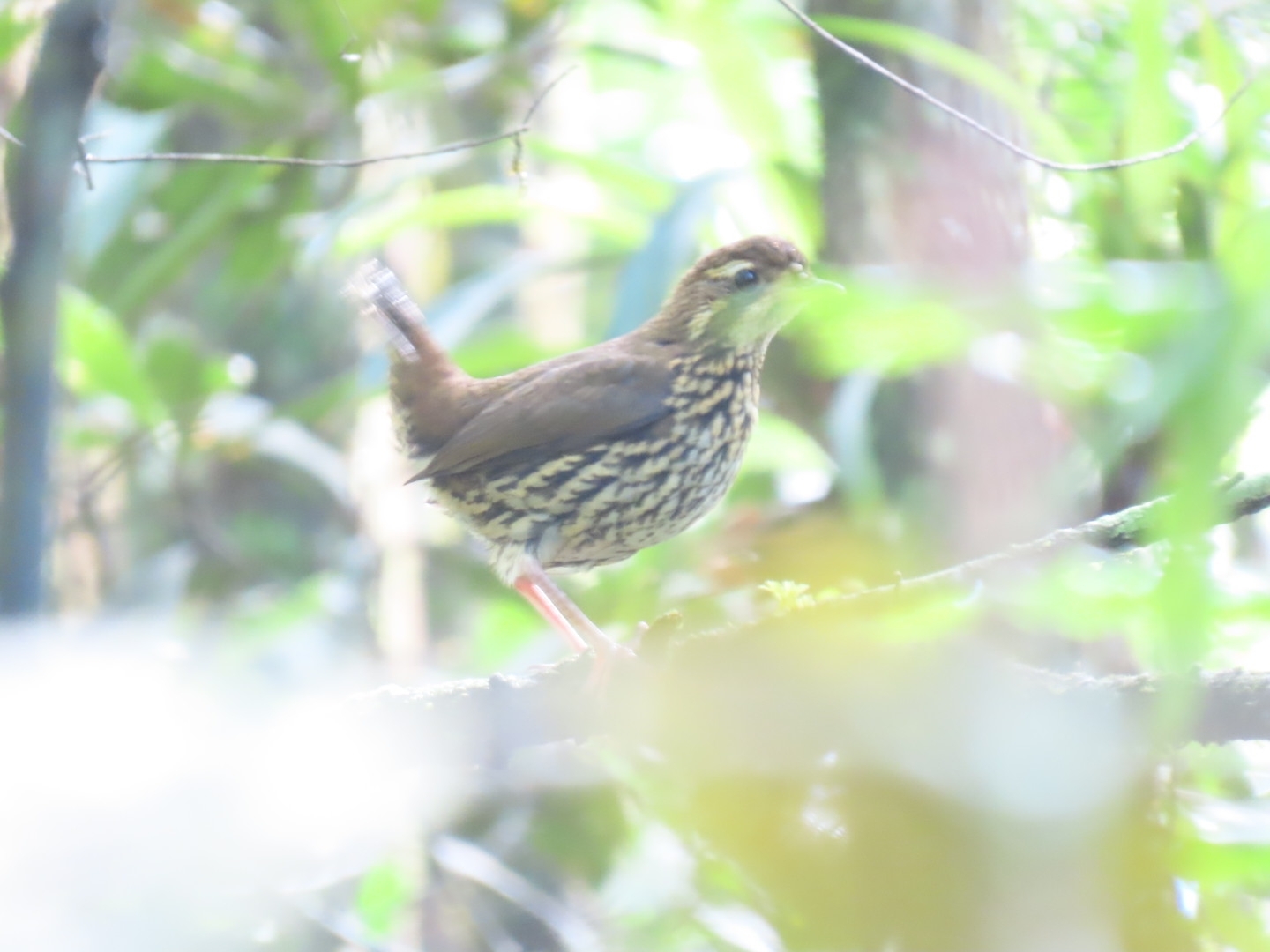 Short-tailed Antthrush (Chamaeza campanisona), photo 2