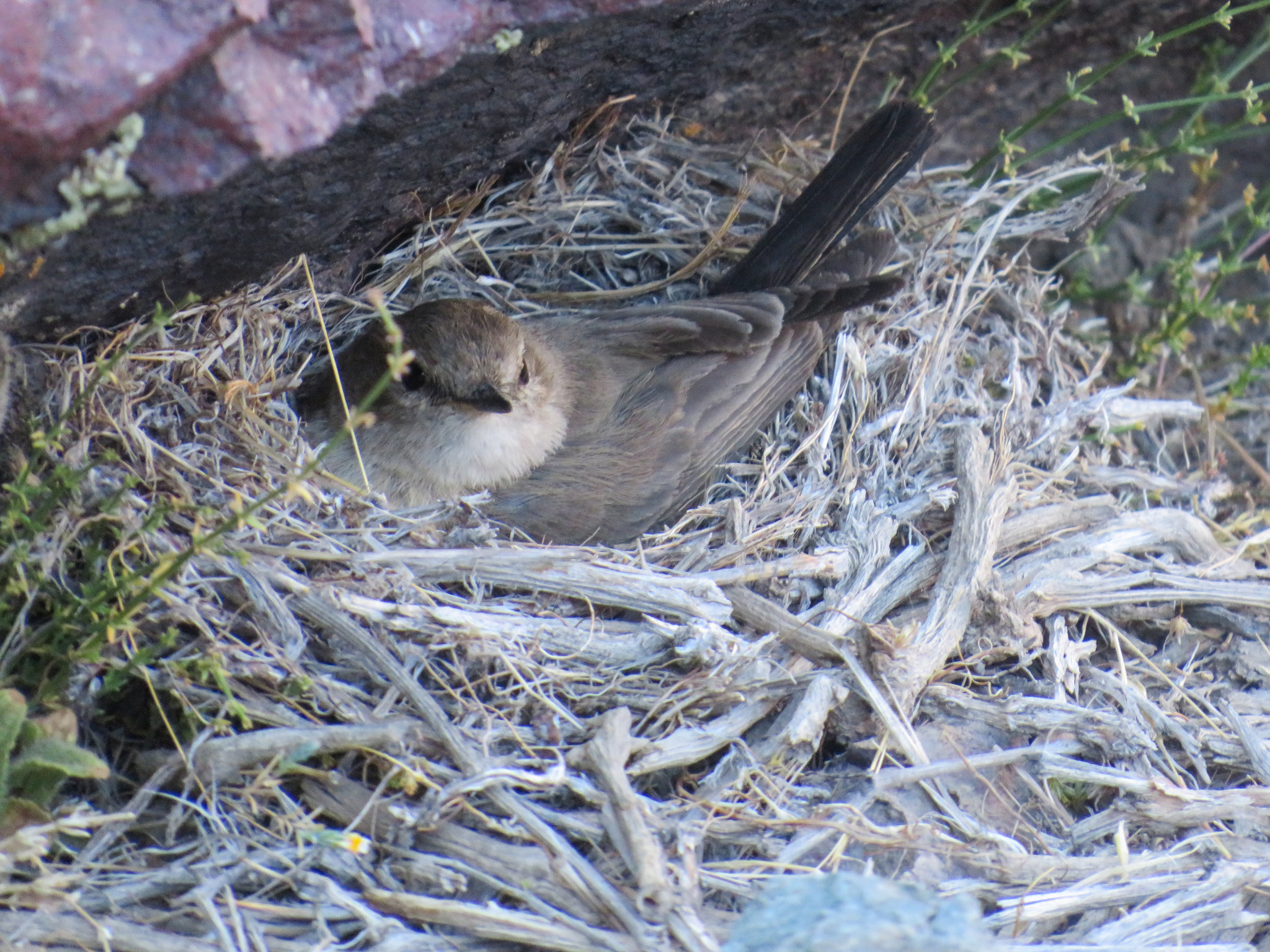 Spot-billed Ground Tyrant (Muscisaxicola maculirostris), photo 3
