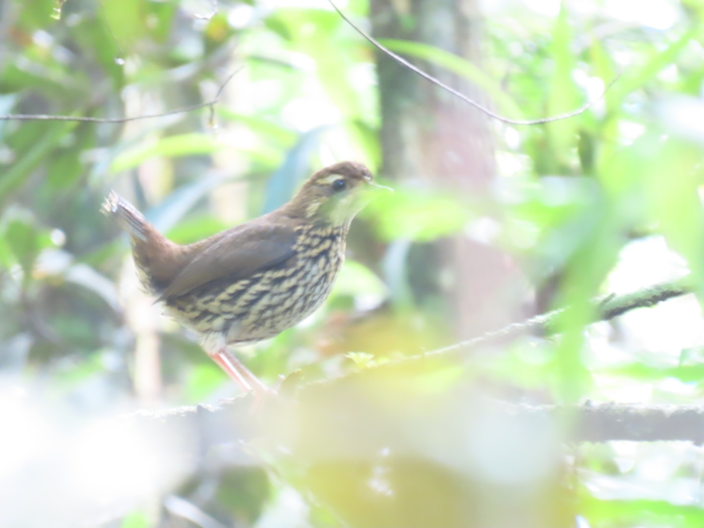 Short-tailed Antthrush (Chamaeza campanisona), photo 3