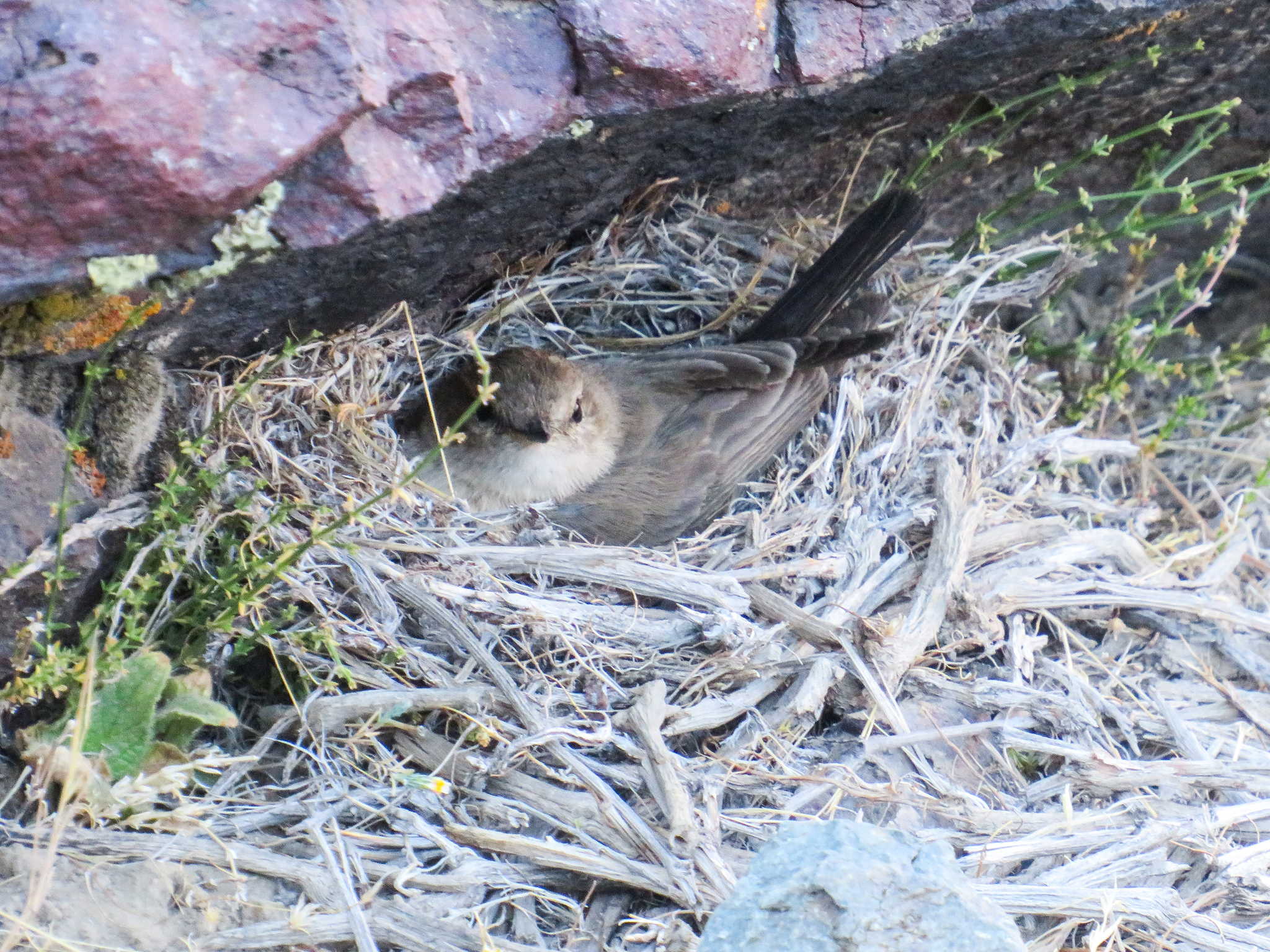 Spot-billed Ground Tyrant (Muscisaxicola maculirostris), photo 4