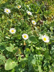 Bellis perennis