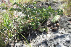 Euphorbia garberi