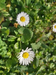 Bellis perennis