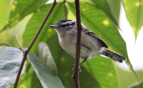 Roraiman Antwren (Herpsilochmus roraimae), photo 2