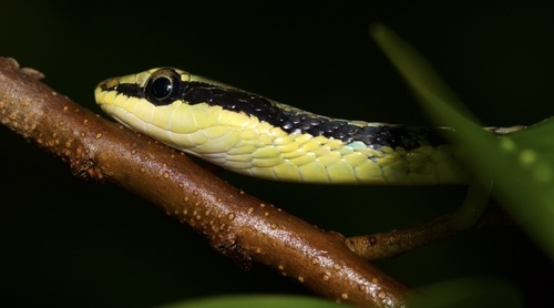 Dendrelaphis pictus