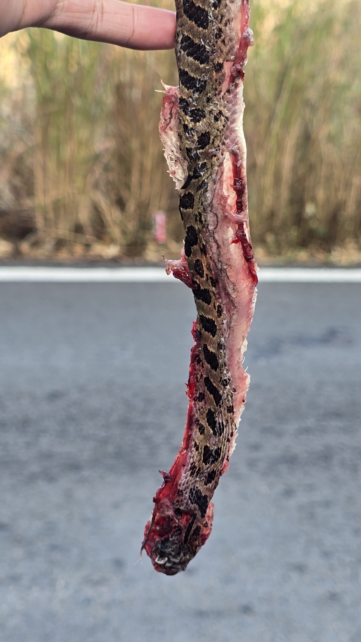Splendid Cat-Eyed Snake photo 3