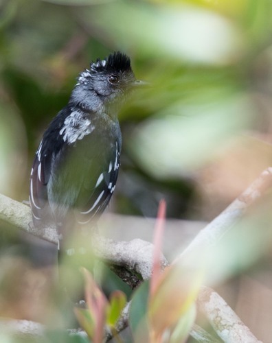 Streak-backed Antshrike (Thamnophilus insignis)