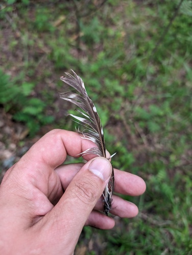 Plume de Chouette de Tengmalm
