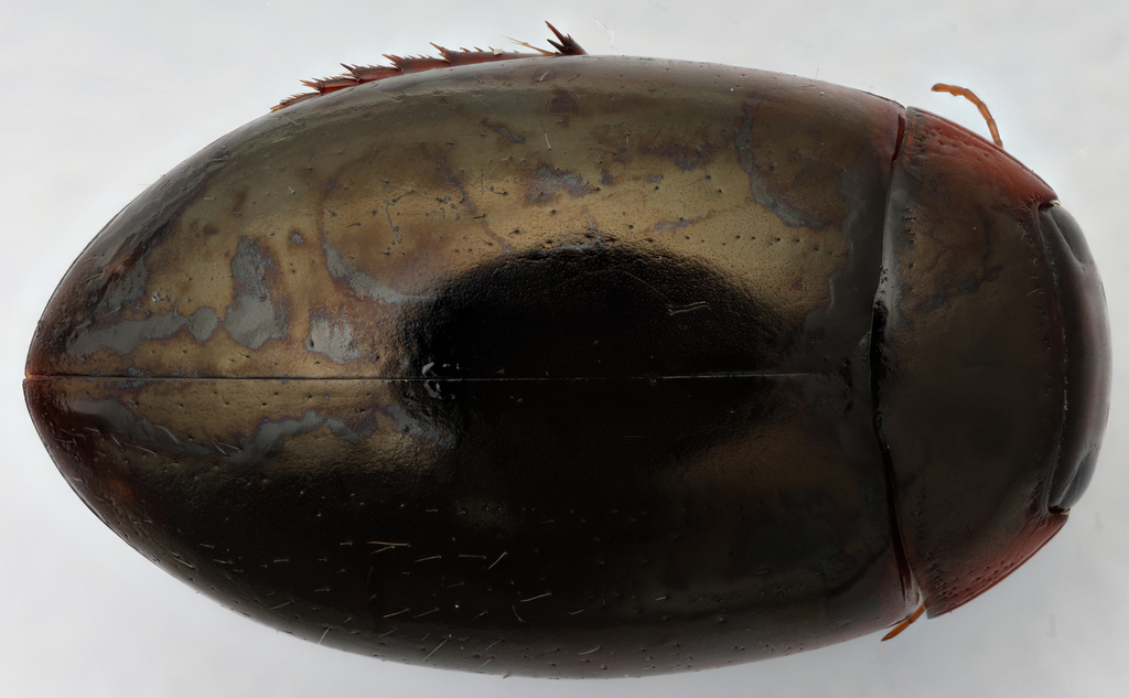 Agabus punctatus