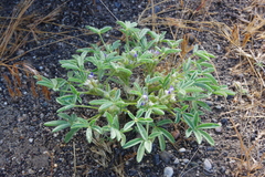 Lupinus pusillus intermontanus