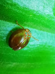 Hemisphaerius rufovarius
