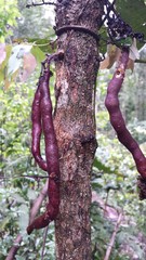 Colea