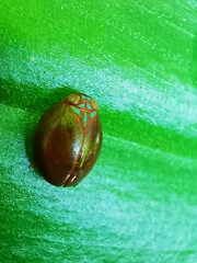 Hemisphaerius rufovarius