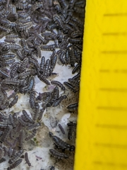 Cryptopygus antarcticus