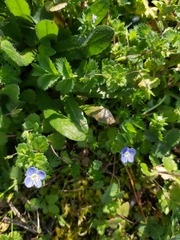 Veronica persica