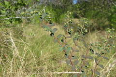 Euphorbia garberi