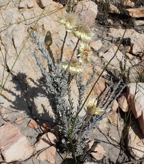 Syncarpha ferruginea