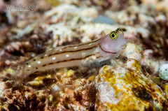 Three-Lined Blenny photo 2