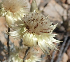 Syncarpha ferruginea