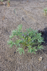 Lupinus pusillus intermontanus